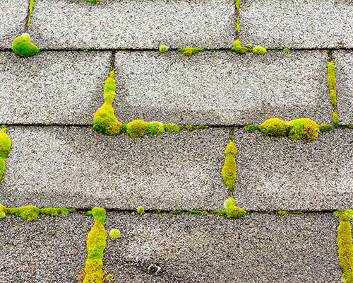 Moss Covered Roof